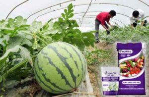 Humico - What is the Best Fertilizer for Watermelon Plants Growing Healthy