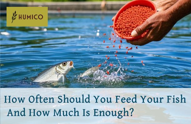 Humico Feed - How Often Should You Feed Your Fish, And How Much Is Enough?