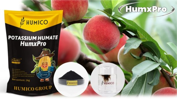 Humico - What is The Best Fertilizer for Peach Trees
