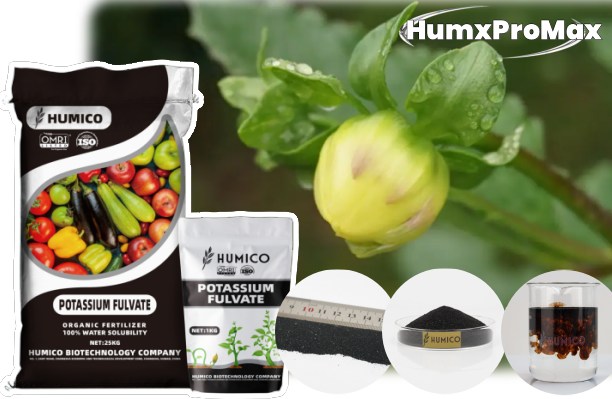 Humico - What is the Best Fertilizer for Dahlias Essential Tips For Thriving Blooms