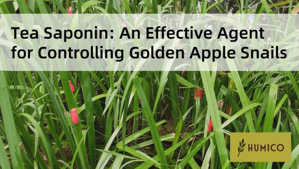 Humico Article - Tea Saponin An Effective Agent for Controlling Golden Apple Snails