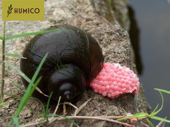 Humico - Tea Saponin An Effective Agent for Controlling Golden Apple Snails