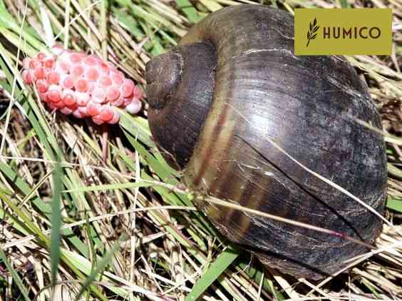 Humico - Tea Saponin An Effective Agent for Controlling Golden Apple Snails