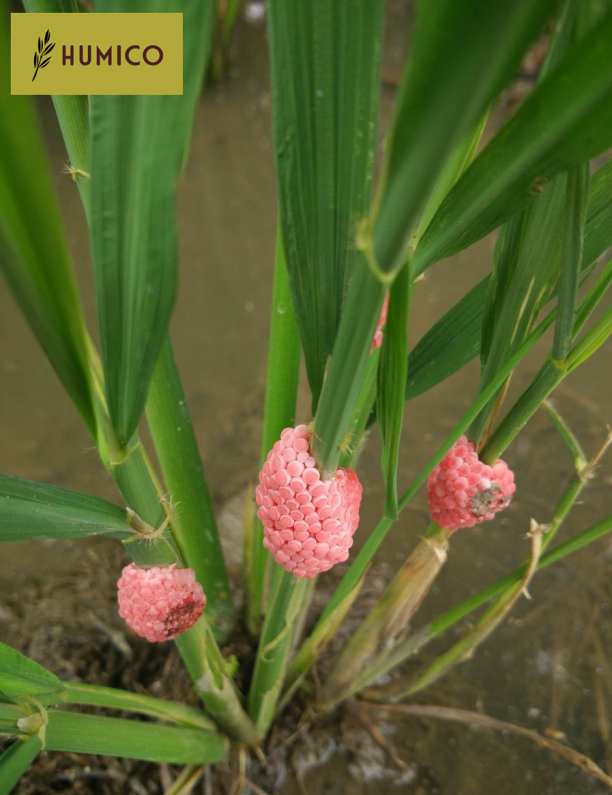 Humico - Tea Saponin An Effective Agent for Controlling Golden Apple Snails