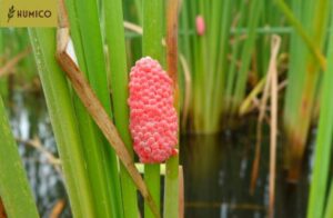 Humico - Tea Saponin An Effective Agent for Controlling Golden Apple Snails