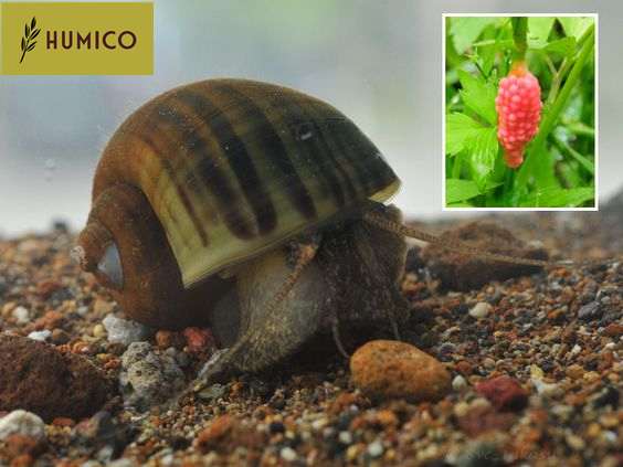 Humico - Tea Saponin An Effective Agent for Controlling Golden Apple Snails