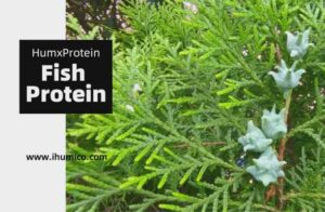 Humico What is The Best Fertilizer for Arborvitae Trees When and How to Fertilize