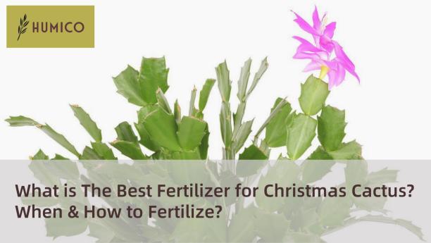 Humico Article - What is The Best Fertilizer for Christmas Cactus When & How to Fertilize