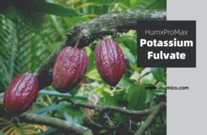 Humico - How to Plant Cacao Tree & Seeds Guide to Success - HumxProMax (Potassium Fulvate)