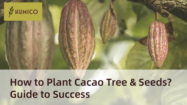 Humico - How to Plant Cacao Trees & Seeds Guide to Success