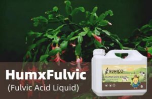 Humico - What is The Best Fertilizer for Christmas Cactus When & How to Fertilize (Fulvic Liquid)