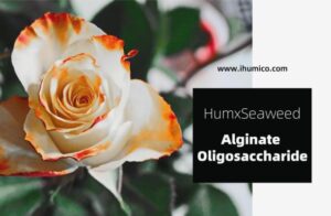 Humico - What is The Best Fertilizer for Flowers When & How to Fertilize - Rose