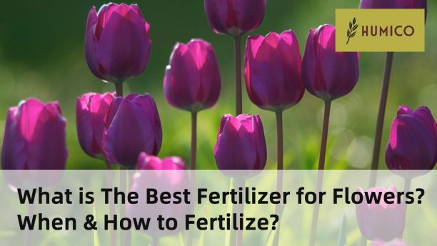 Humico - What is The Best Fertilizer for Flowers When & How to Fertilize - Tulip