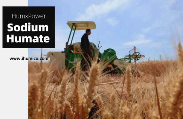 Humico - What is the Best Fertilizer for Wheat Guide for Optimal Growth (Sodium Humate)