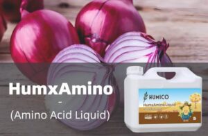 Humico - What is The Best Fertilizer for Onions Plants? How & When to fertilize?