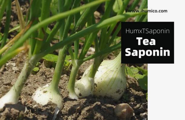 Humico - What is The Best Fertilizer for Onions Plants? How & When to fertilize?