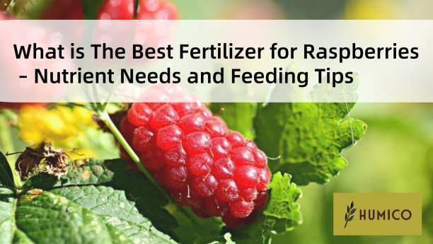 Humico - What is The Best Fertilizer for Raspberries – Nutrient Needs and Feeding Tips