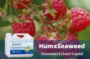 Humico - What is The Best Fertilizer for Raspberries – Nutrient Needs and Feeding Tips