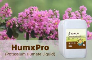 Humico - What is the Best Fertilizer for Crepe Myrtles Trees When & How to Fertilize