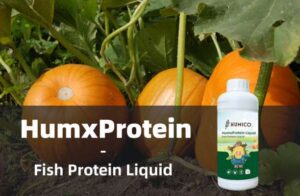 Humico - What is the Best Fertilizer for Pumpkins A Guide to Fertilizing