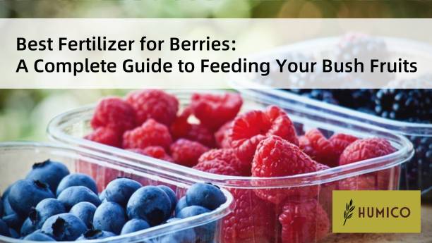 Humico - Best Fertilizer for Berries A Complete Guide to Feeding Your Bush Fruits