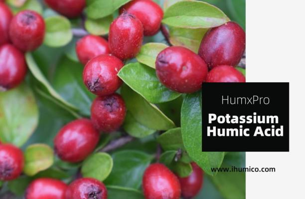 Humico - Best Fertilizer for Berries A Complete Guide to Feeding Your Bush Fruits