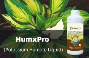 Humico - How To Fertilize Hosta Plants - Best Practices For Healthy Growth