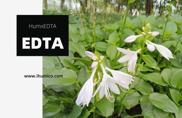 Humico - How To Fertilize Hosta Plants - Best Practices For Healthy Growth