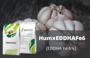 Humico - The Best Fertilizers for Garlic Growth Timing and Techniques for Big Bulbs