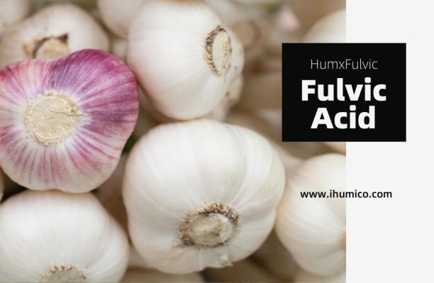 Humico - The Best Fertilizers for Garlic Growth Timing and Techniques for Big Bulbs