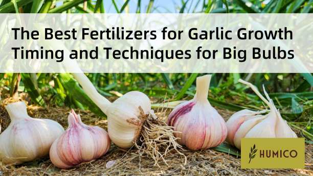 Humico - The Best Fertilizers for Garlic Growth Timing and Techniques for Big Bulbs