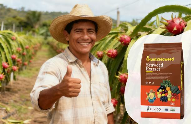 Humico Article - Dragon Fruit Fertilizer Guide What to Use, How & When to Fertilize for Maximum Yield