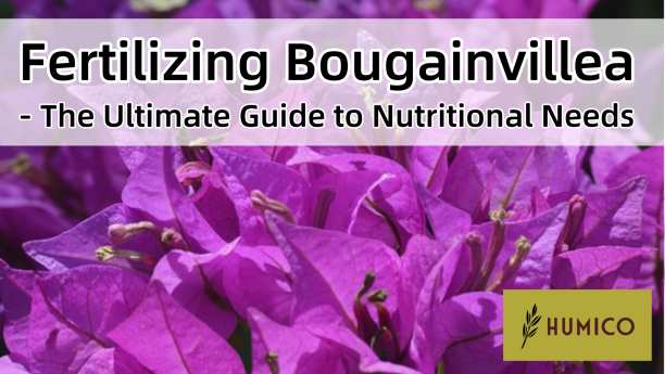 Humico - Fertilizing Bougainvillea - The Ultimate Guide to Nutritional Needs