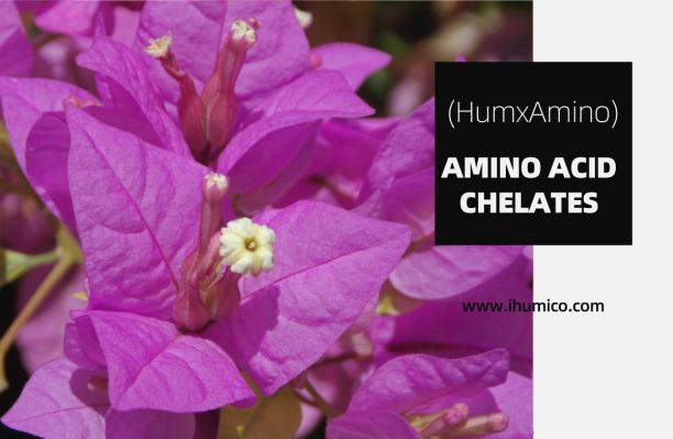 Humico - Fertilizing Bougainvillea - The Ultimate Guide to Nutritional Needs