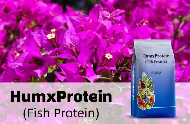 Humico - Fertilizing Bougainvillea - The Ultimate Guide to Nutritional Needs