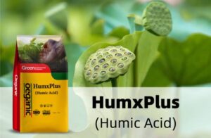 Humico - Lotus Plant Fertilizer Guide for Healthy Growth