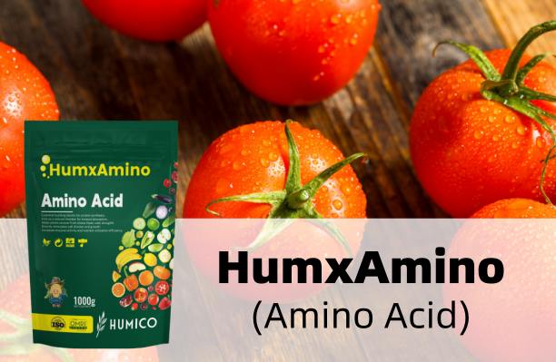 Humico - Calcium for Tomato Plants benefits, Deficiency & Fertilizers