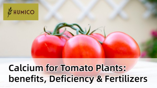 Humico - Calcium for Tomato Plants benefits, Deficiency & Fertilizers