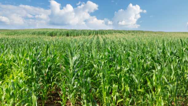 Humico - Bacillus Thuringiensis - Sustainable Crop Protection