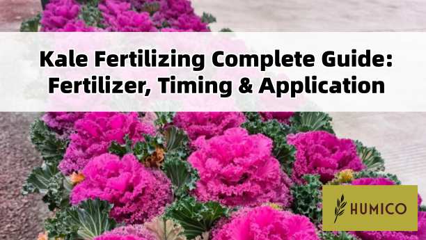 Humico Article - Kale Fertilizing Complete Guide Fertilizer, Timing & Application