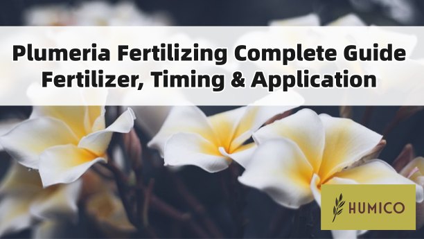 Humico Article - Plumeria Fertilizing Complete Guide Fertilizer, Timing & Application