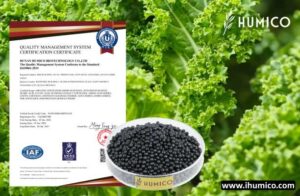 Humico - Kale Fertilizing Complete Guide Fertilizer, Timing & Application - ISO9001 Humic Amino Shiny Balls