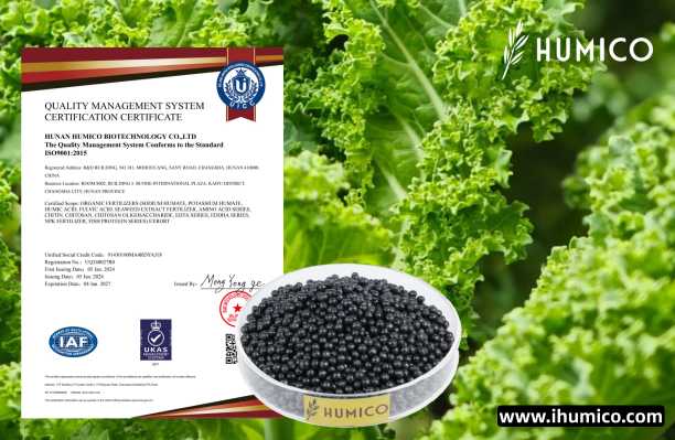 Humico - Kale Fertilizing Complete Guide Fertilizer, Timing & Application - ISO9001 Humic Amino Shiny Balls