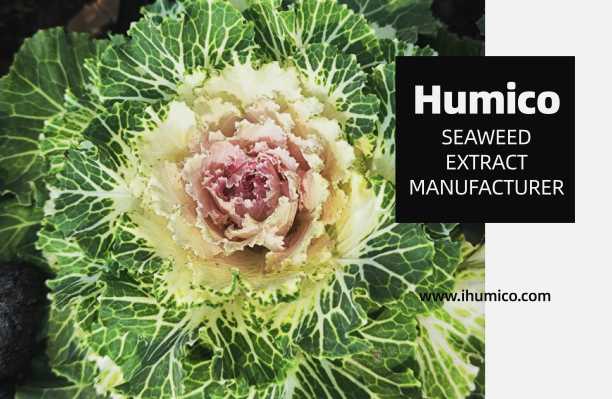 Humico - Kale Fertilizing Complete Guide Fertilizer, Timing & Application - Seaweed Extract Manufacturer