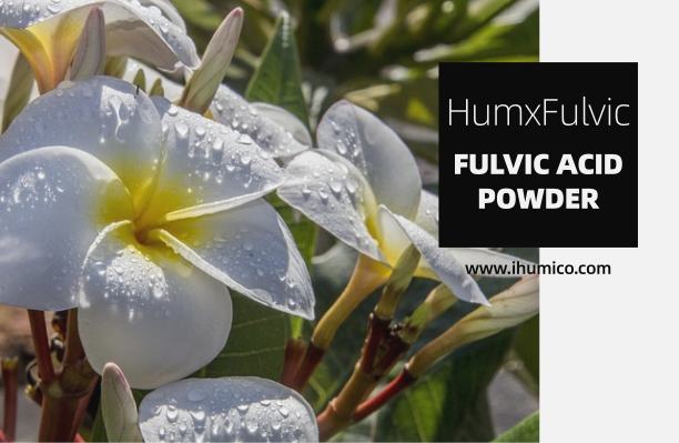 Humico - Plumeria Fertilizing Complete Guide Fertilizer, Timing & Application - HumxFulvic (Fulvic Acid Powder)