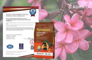 Humico - Plumeria Fertilizing Complete Guide Fertilizer, Timing & Application - HumxSeaweed (Seaweed Extract)