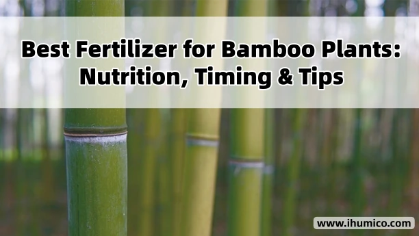 Humico Article - Best Fertilizer for Bamboo Plants Nutrition, Timing & Tips