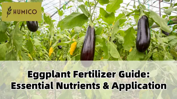 Humico Article - Eggplant Fertilizer Guide Essential Nutrients & Application