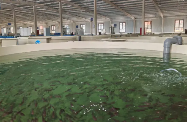 Humico Humic Acid Feed Additive - Aquaculture Feed Solution