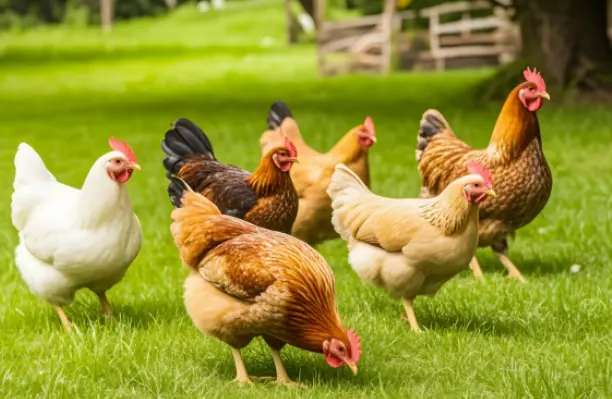 Humico Humic Acid Feed Additive - Poultry Feed Solution